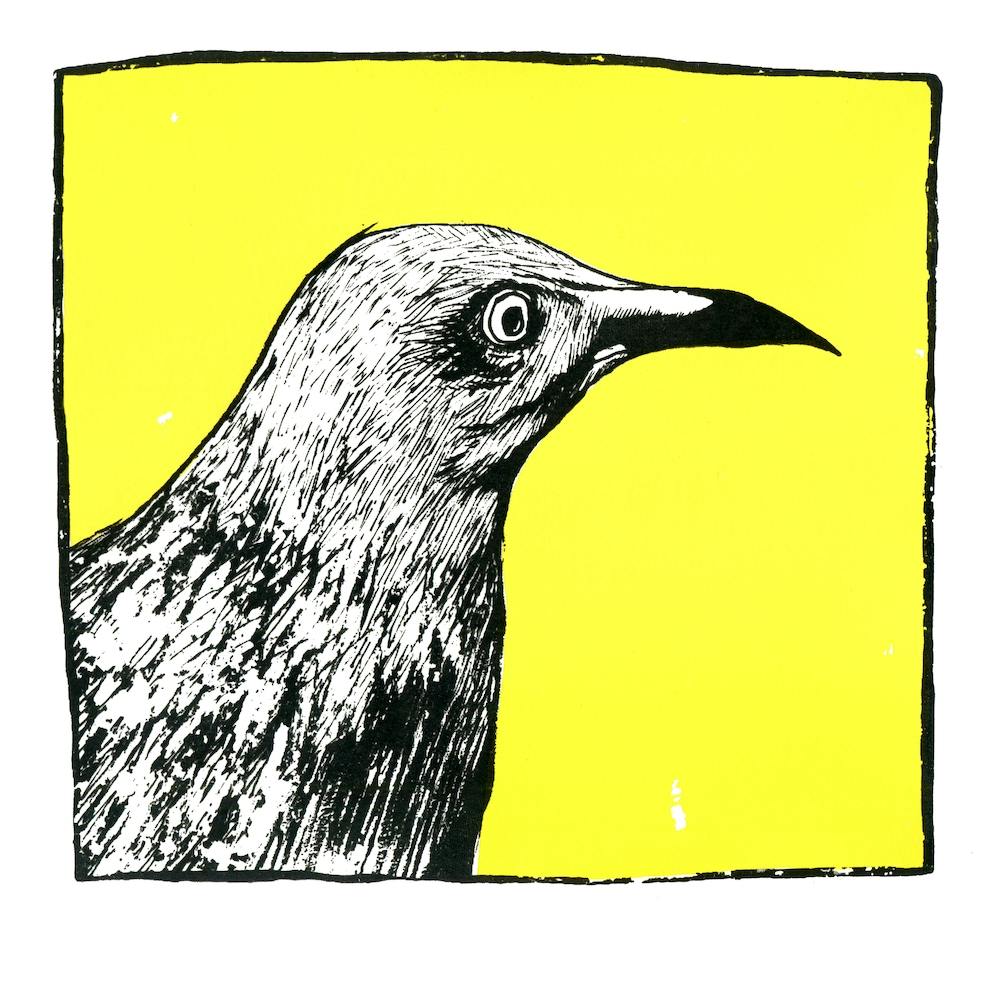 Yellow Thrasher Square