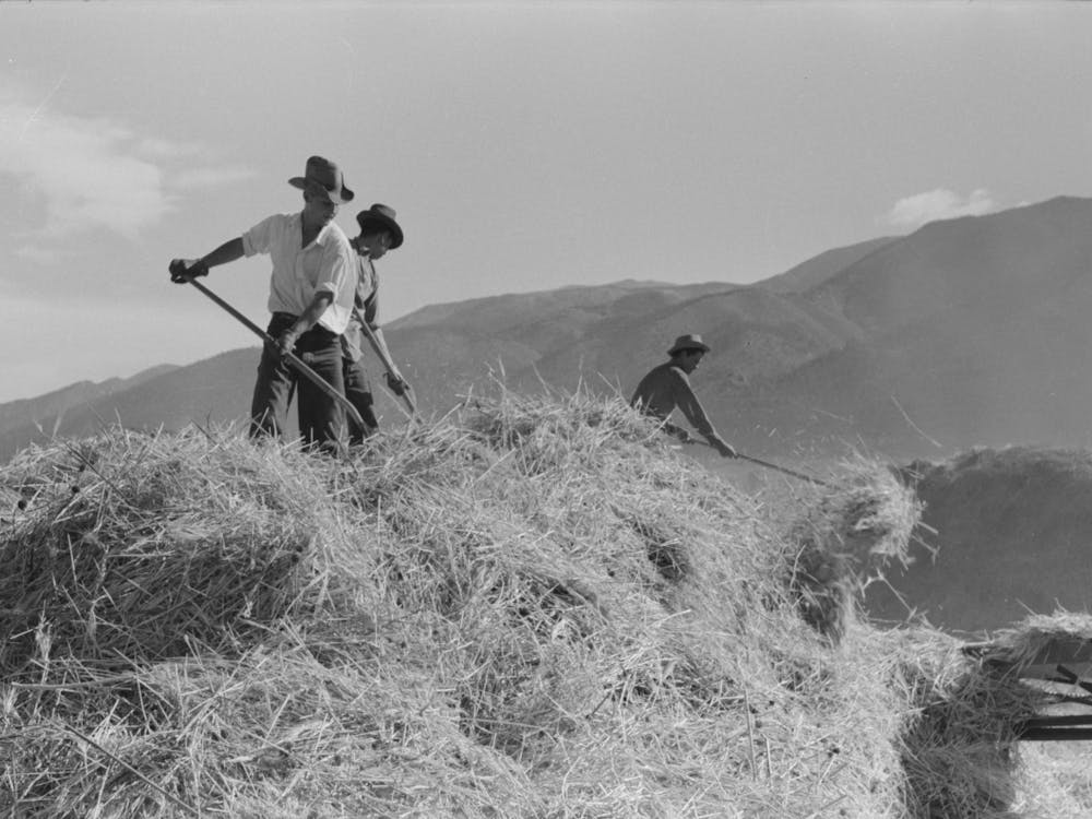 Untitled Photo, Possibly Related To Threshing Wheat, Taos County, New Mexico By Russell Lee