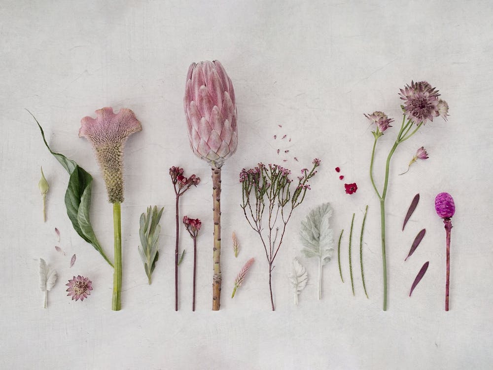 Floral Garden