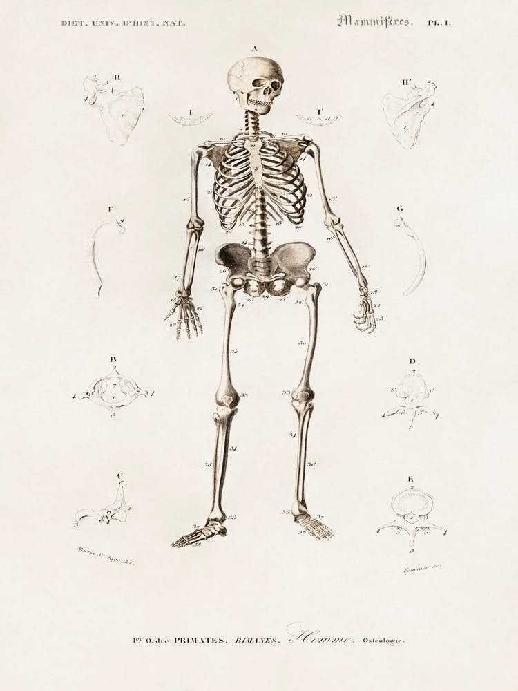 Human Skeleton, Charles Dessalines D' Orbigny