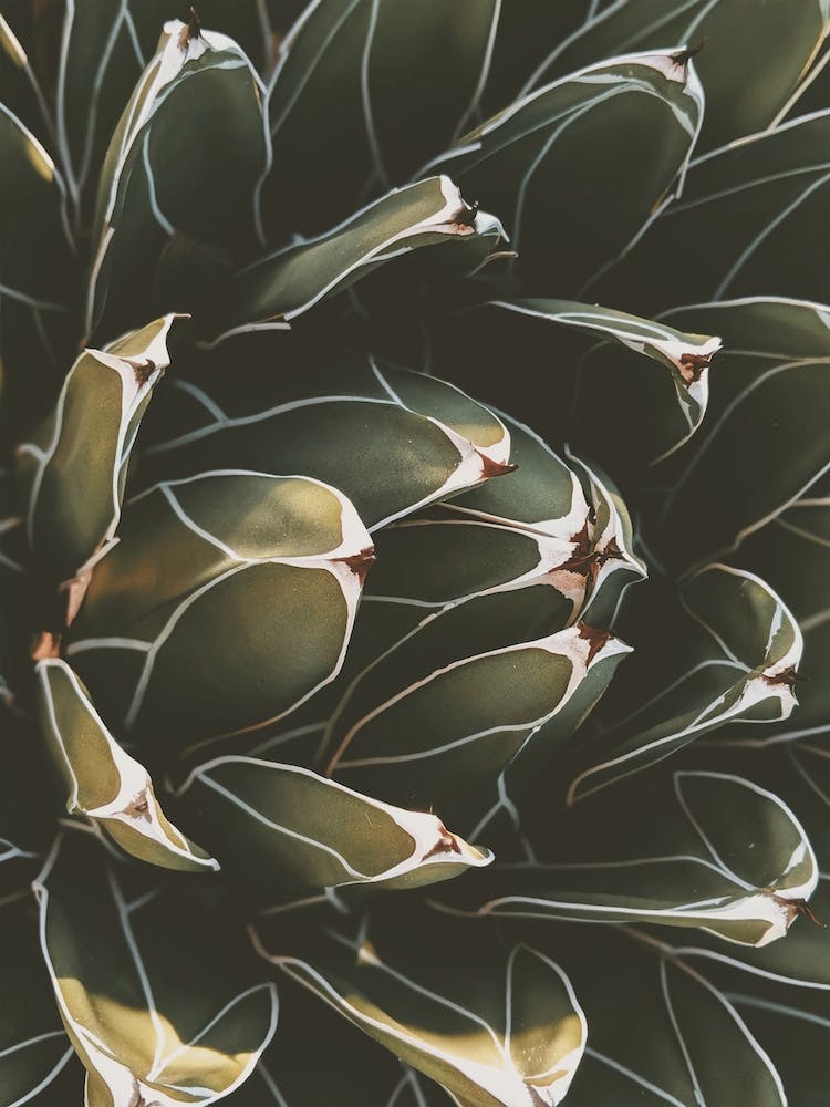 Green Cactus Bloom