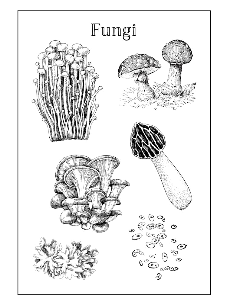 Pilze