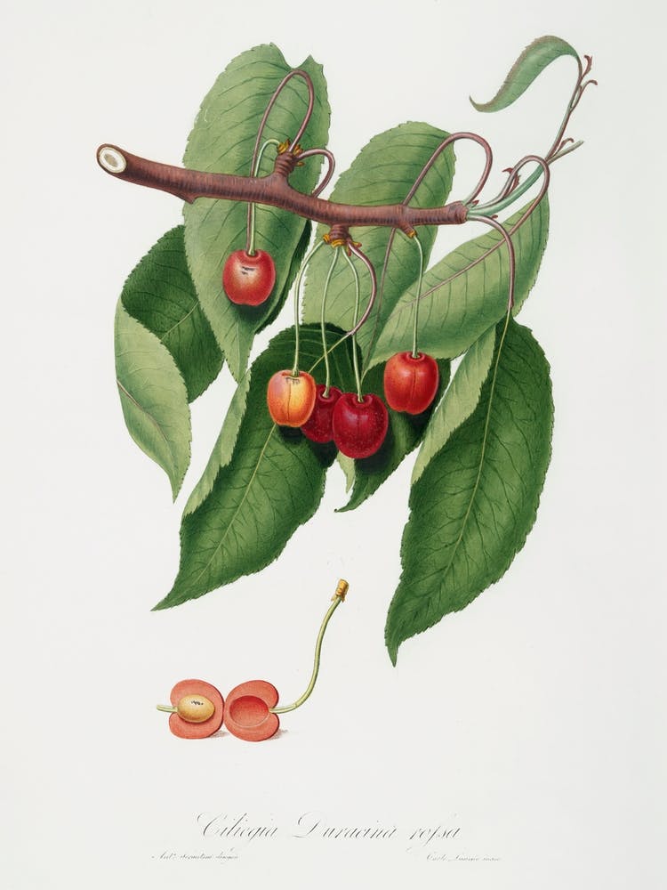 Cherry (Cerasus Cordiformis Duracina) From Pomona Italiana (1817 - 1839), Giorgio Gallesio