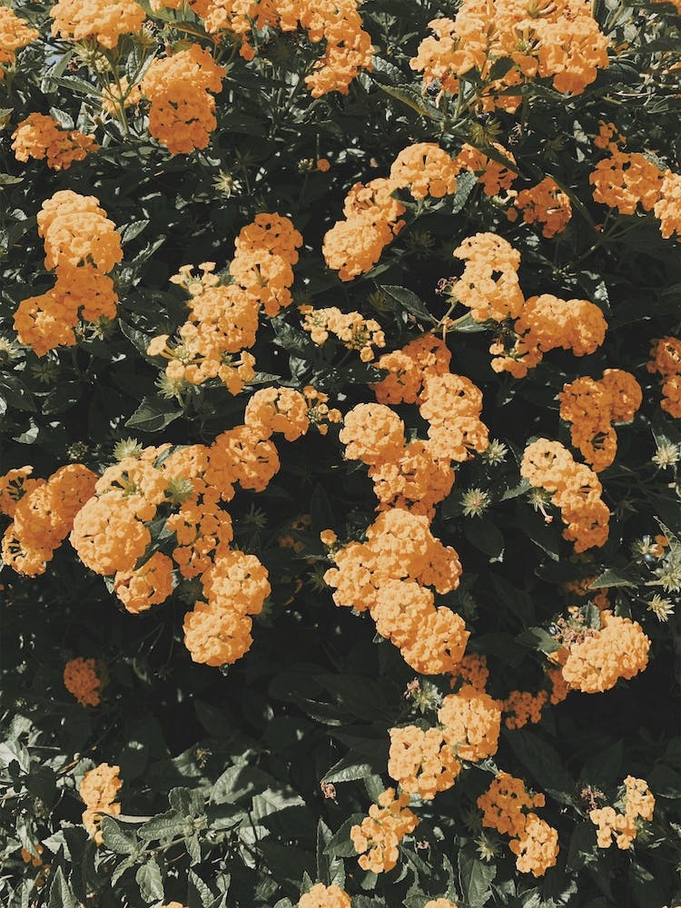 Orangefarbene Chrysanthemen