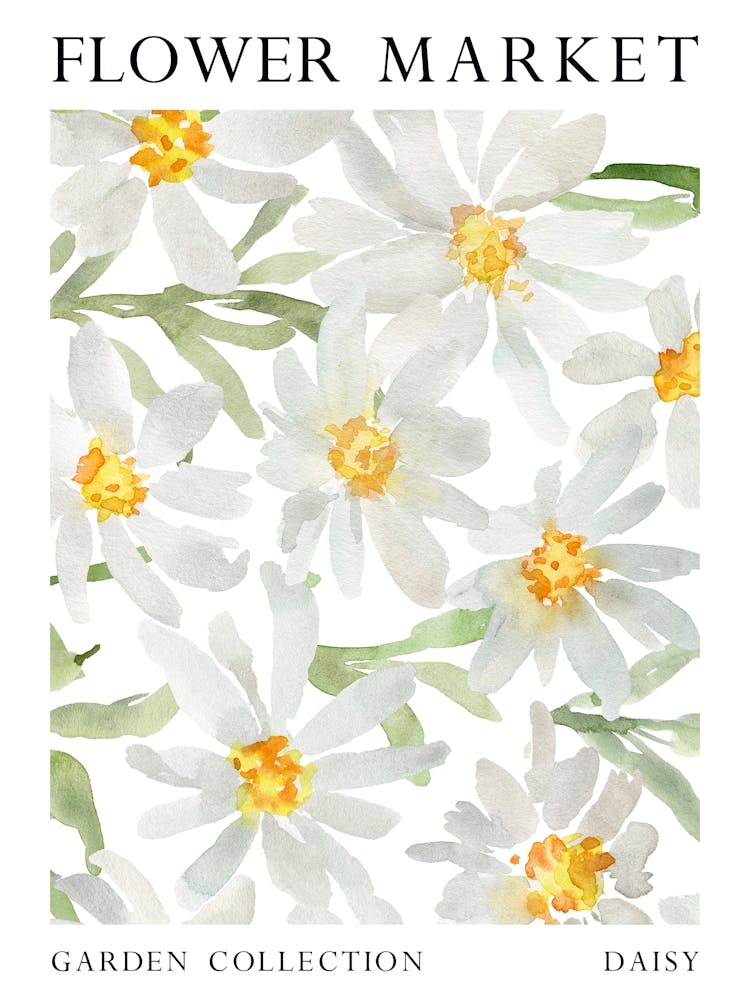Daisy Flower Market