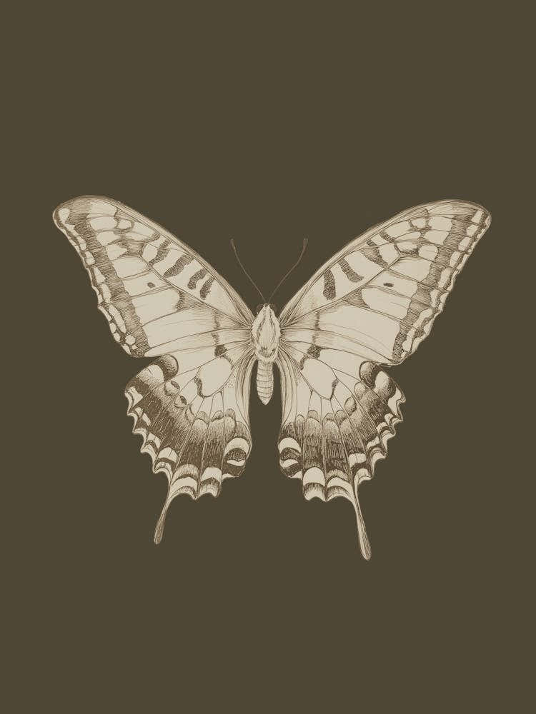 Vintage Butterfly