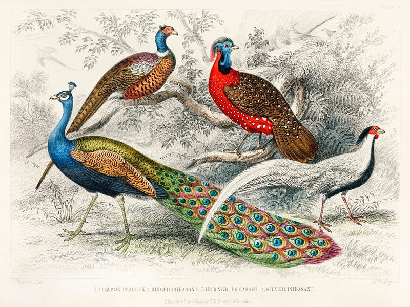Common Peacock, Ringed Pheasant, Horned Pheasant, And Silver Pheasant, Oliver Goldsmith