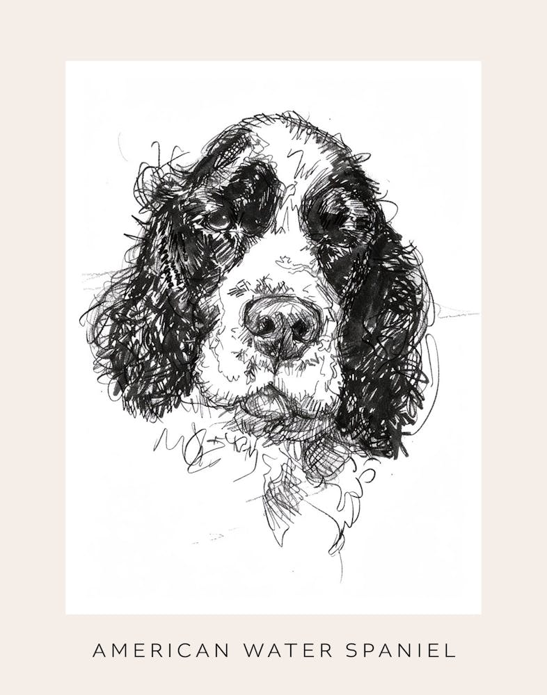 American Water Spaniel Line Sketch 2 Poster