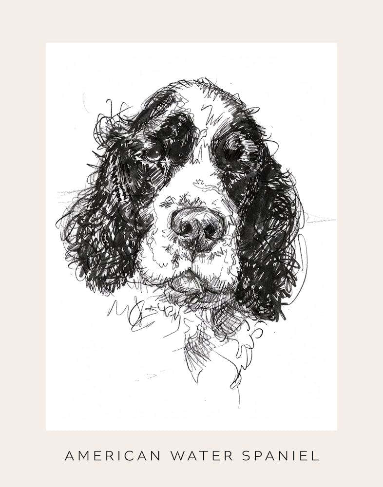 American Water Spaniel Line Sketch 2 Poster