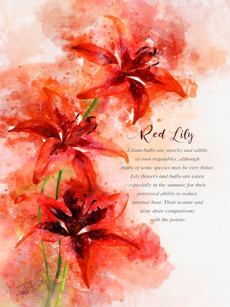Red Lily
