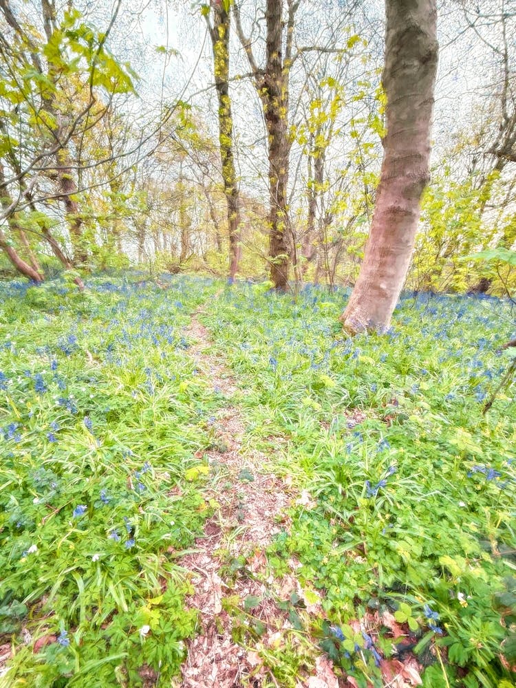Track Through A Bluebell Wood