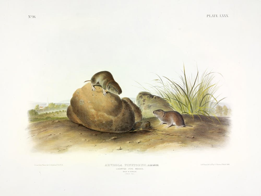 Pine Mouse, John James Audubon