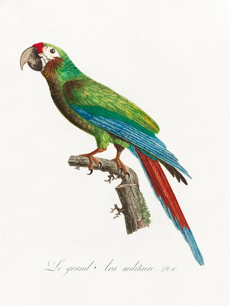 The Great Military Macaw From Natural History Of Parrots, Francois Levaillant
