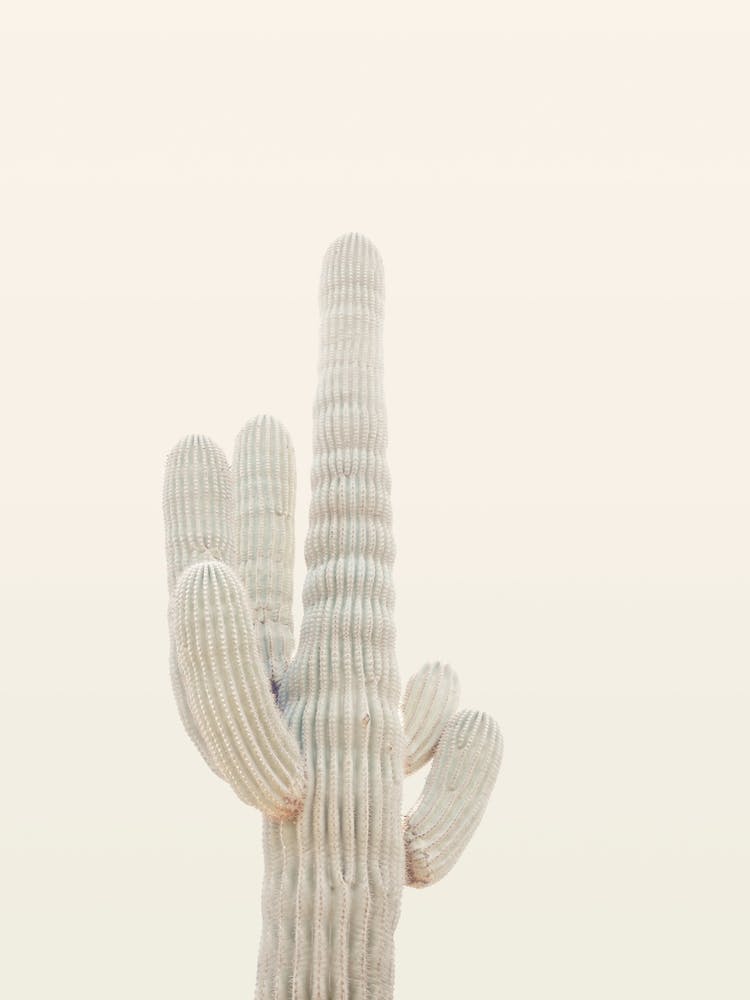 Saguaro Cactus