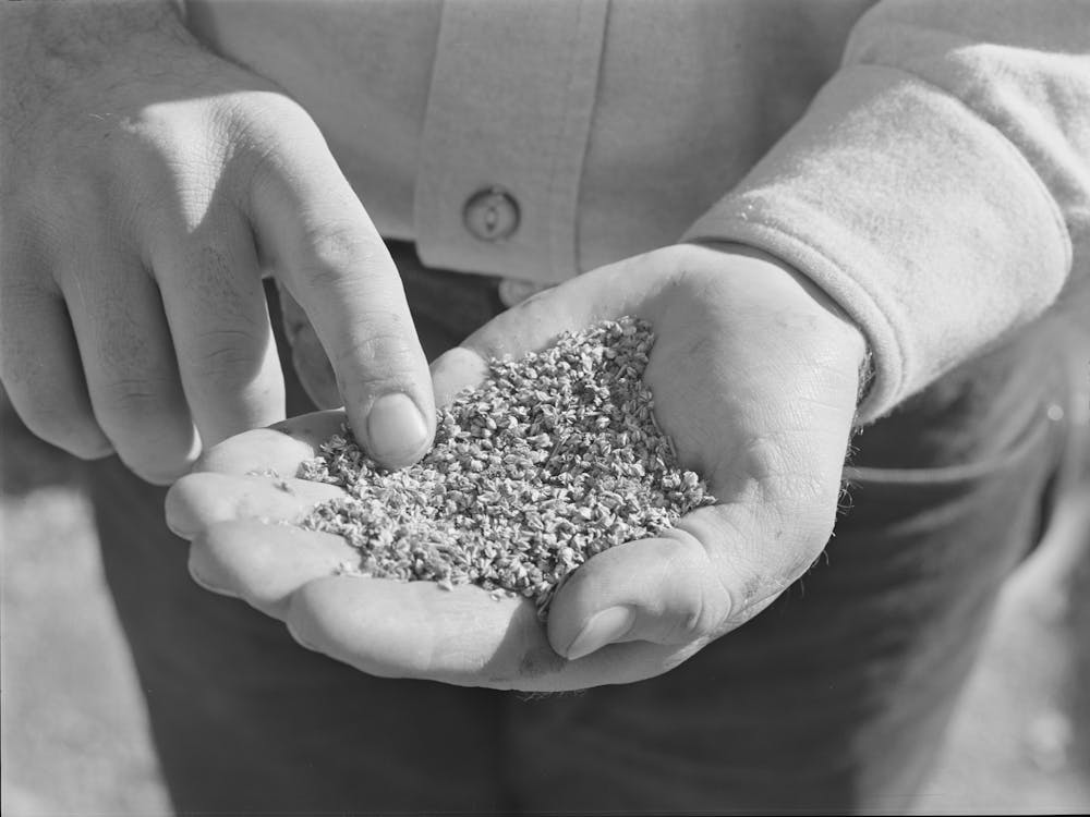 Salinas, California, Intercontinental Rubber Producers, Guayule Worms By Russell Lee