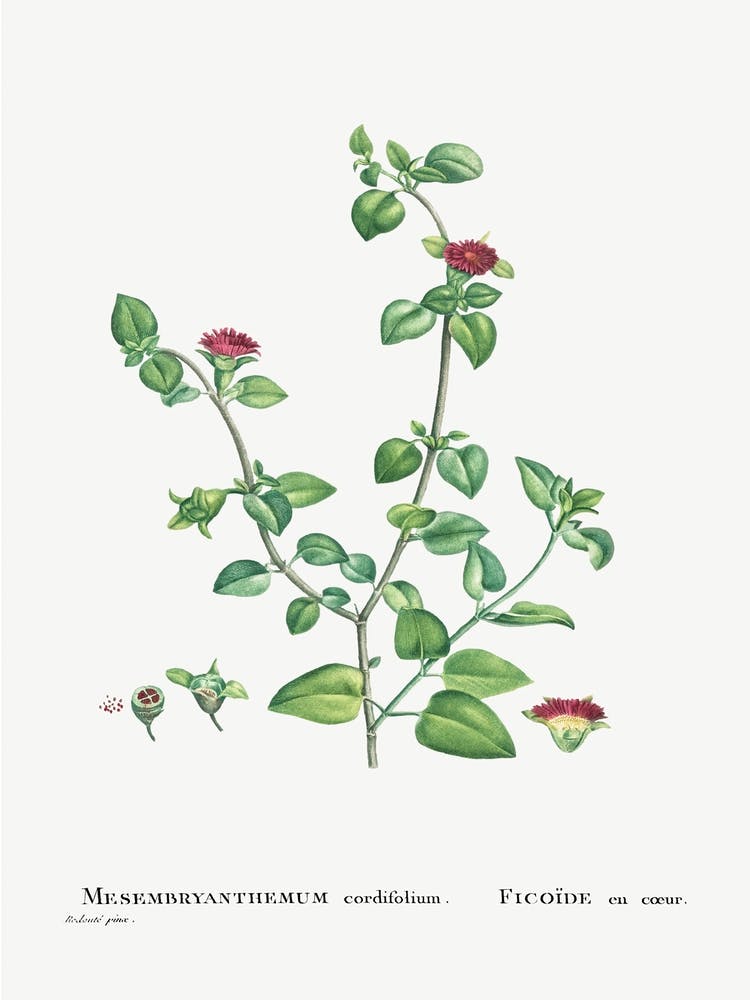 Mesembryanthemum Cordifolium, Pierre Joseph Redoute