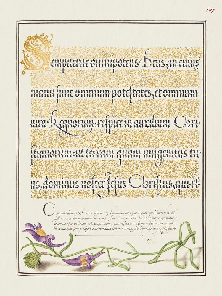 Toadflax From Mira Calligraphiae Monumenta, Joris Hoefnagel