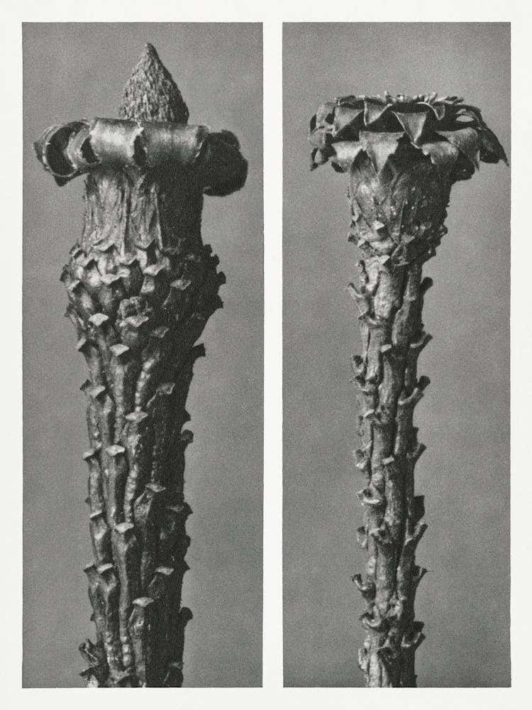 Silver Fir Or Red Variety, Karl Blossfeldt