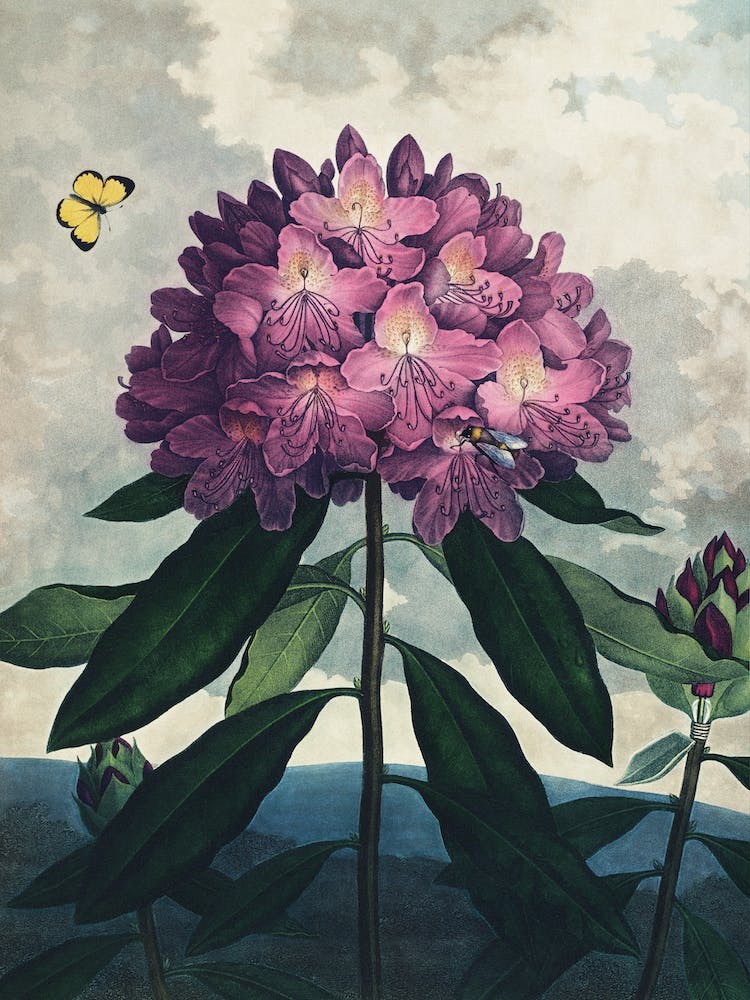 Vintage Thornton 4 Pontic Rhododendron