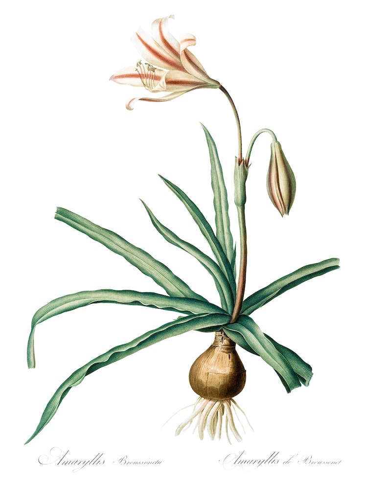 Amaryllis Broussonetii Illustration From Les Liliacées, Pierre Joseph Redouté