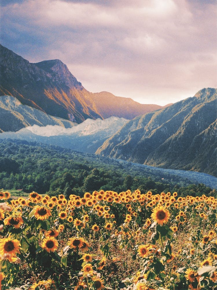 Landscape With Sun Flowers And Mountains