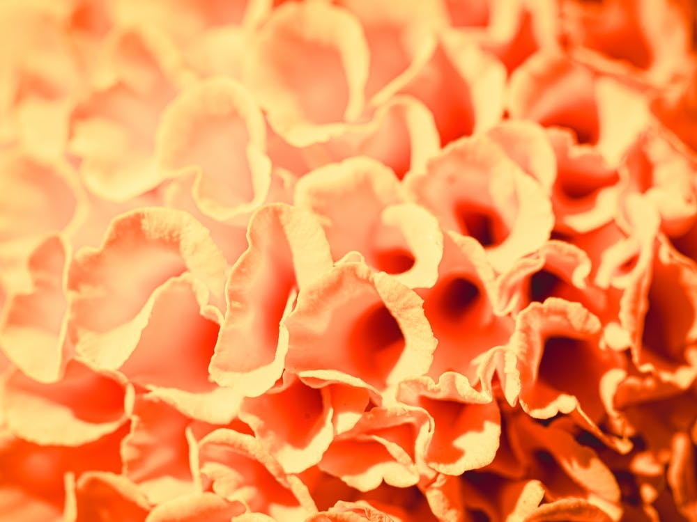 Close Up Of Orange Flowers