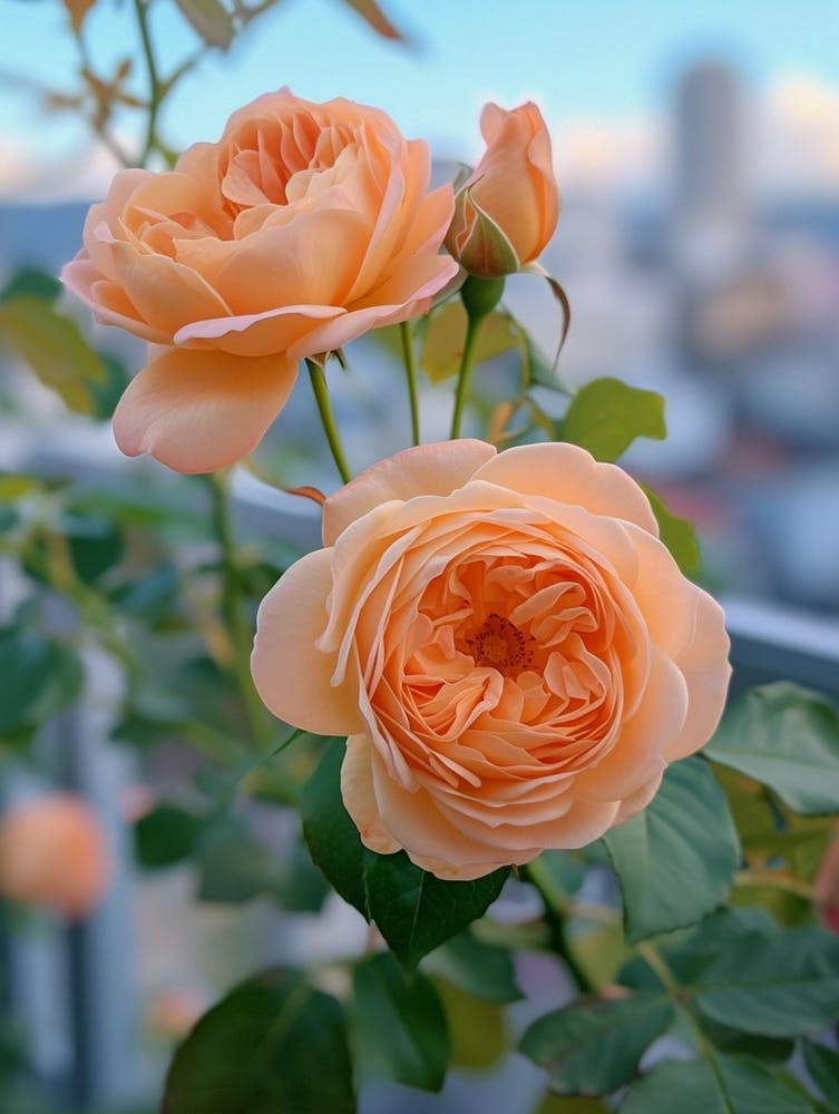 Roses Anglaises Peinture Rose Avec Un Paysage Urbain 4