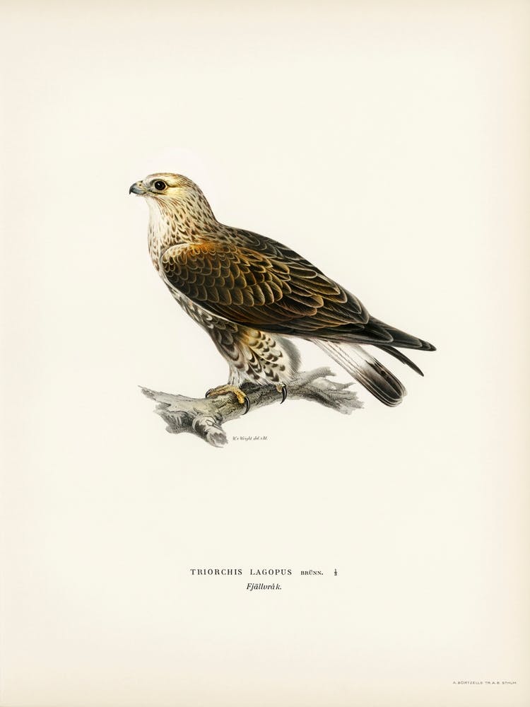Rough Legged Hawk, The Von Wright Brothers
