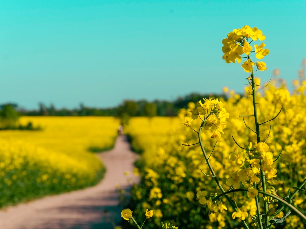 Canola Fields Under The Sun 01
