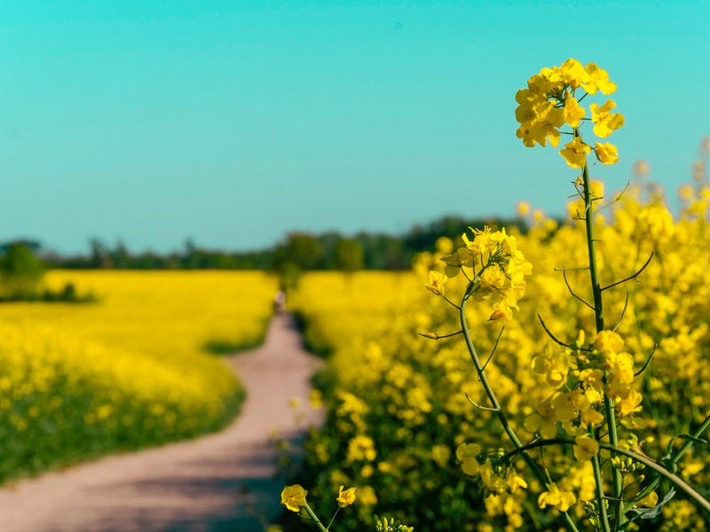 Rapsfelder unter der Sonne 01