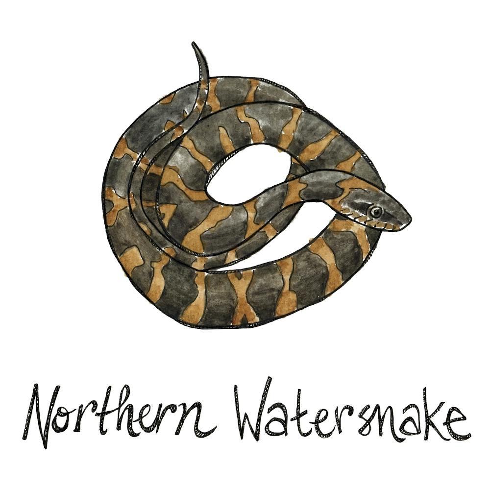 Northern Watersnake