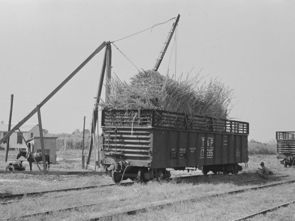 Sugarcane Loaded Into Gondola Car, New Roads, Louisiana By Russell Lee