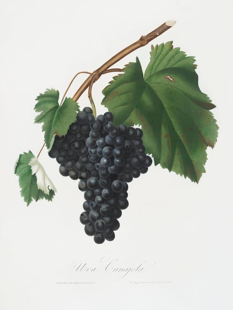 Black Canaiolo (Vitis Vinifera Etrusca) From Pomona Italiana (1817 - 1839) , Giorgio Gallesio