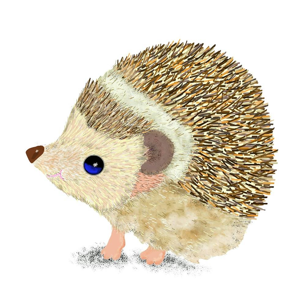 Hedgehog 1