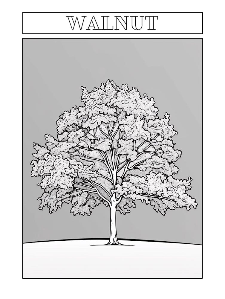 Walnut Tree Minimalistic Drawing 1 Poster