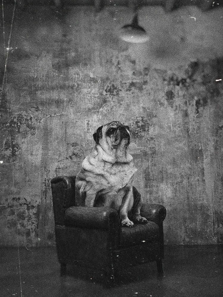 Picture Day At Dog School