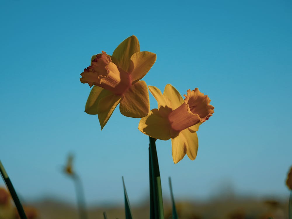 Daffodils In The Field
