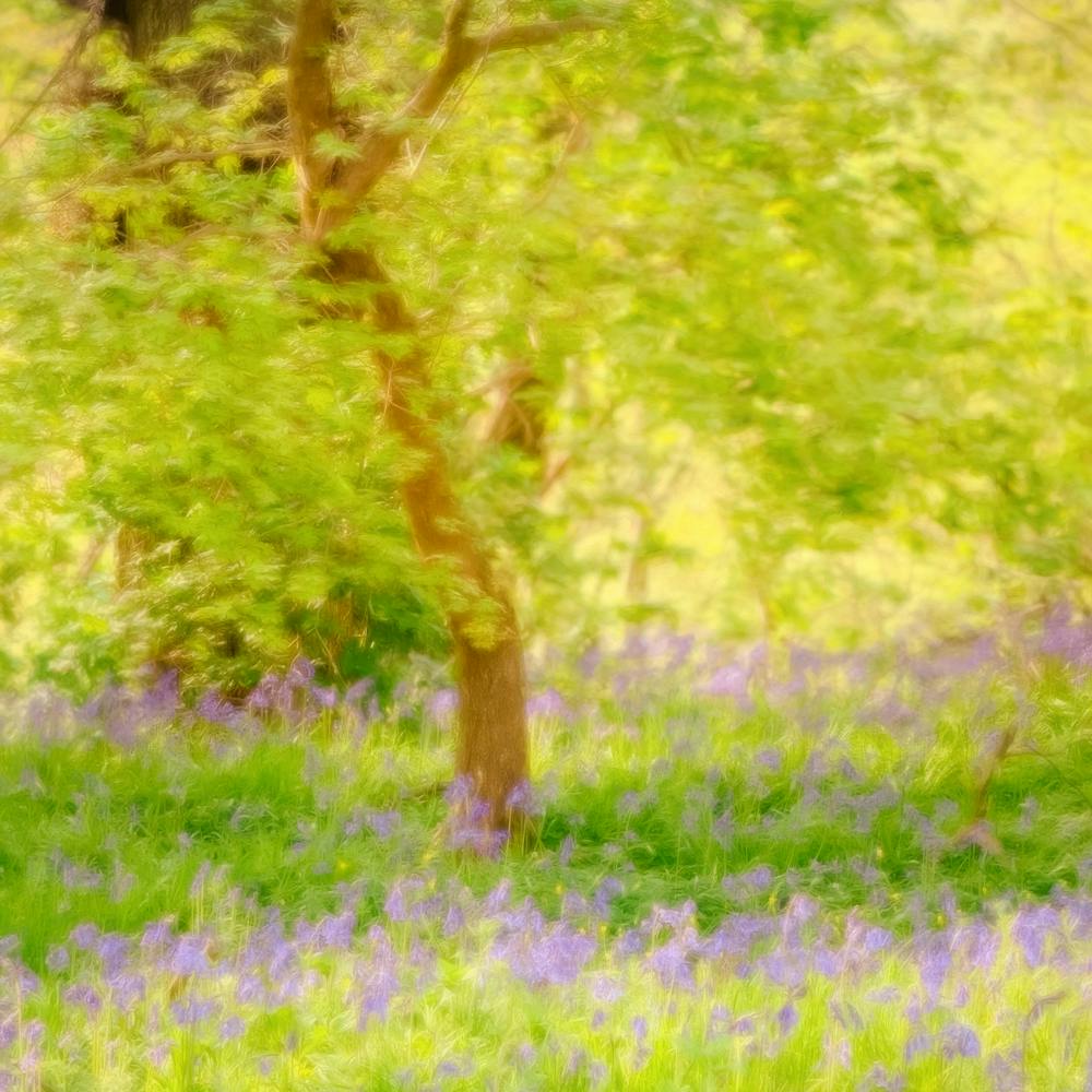 Sunlit Bluebell Wood Square Format