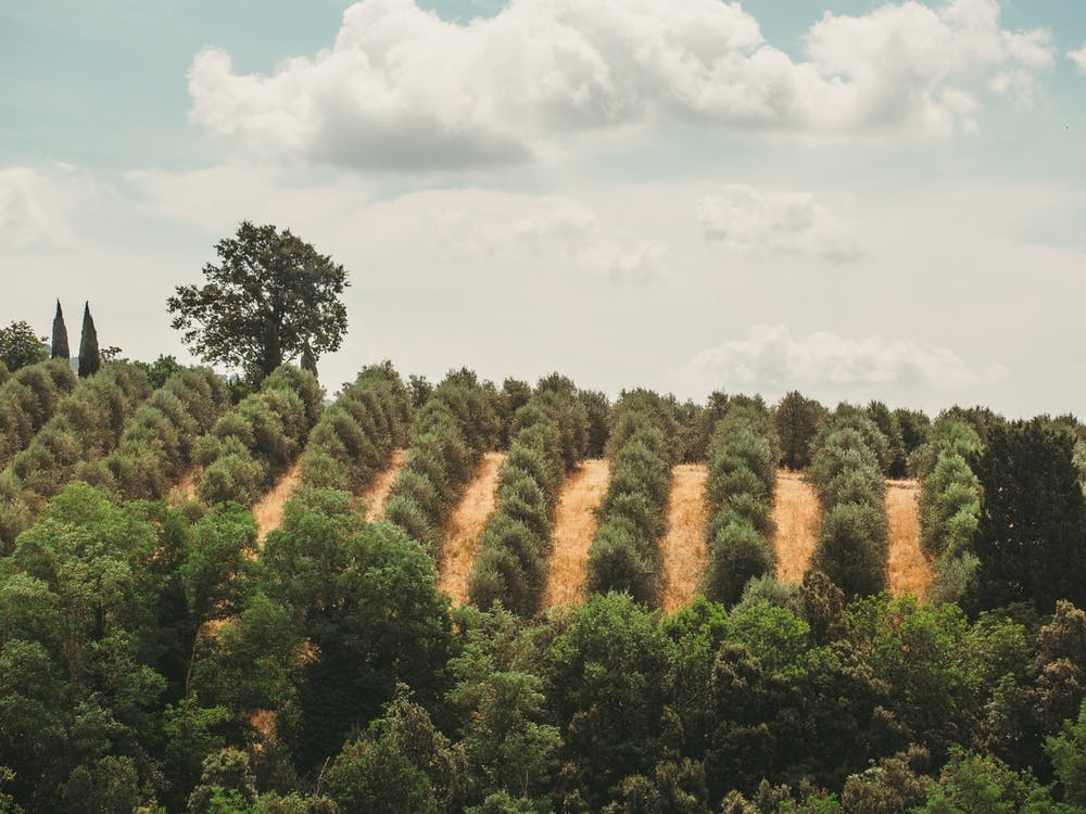 Olive Grove In Tuscany