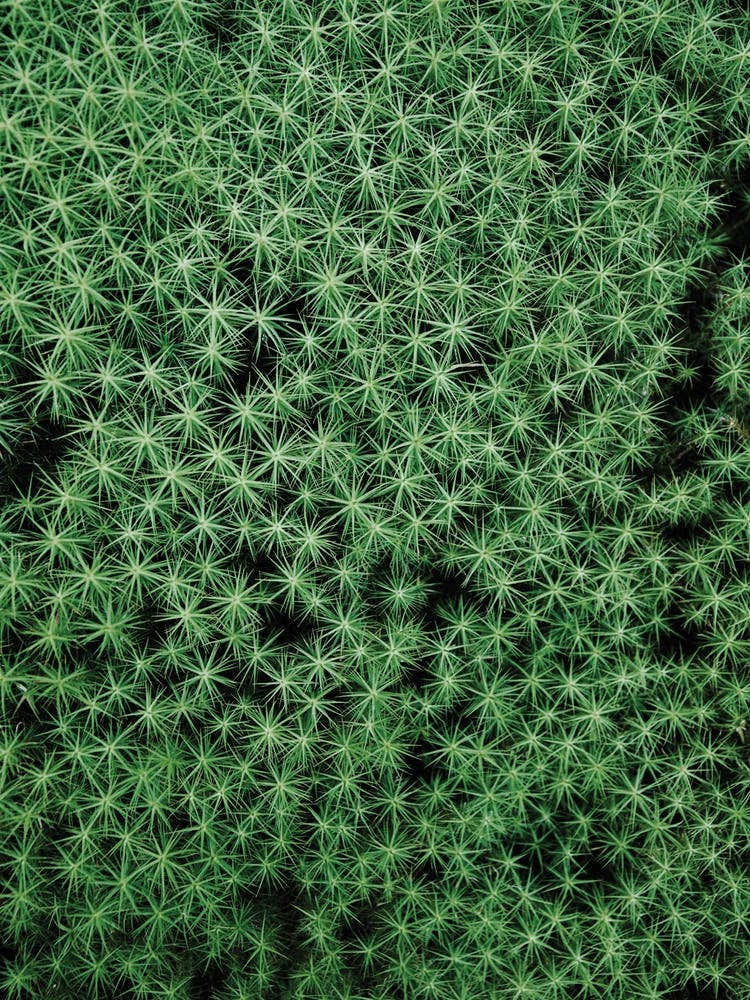 Baby Trees In The Forest