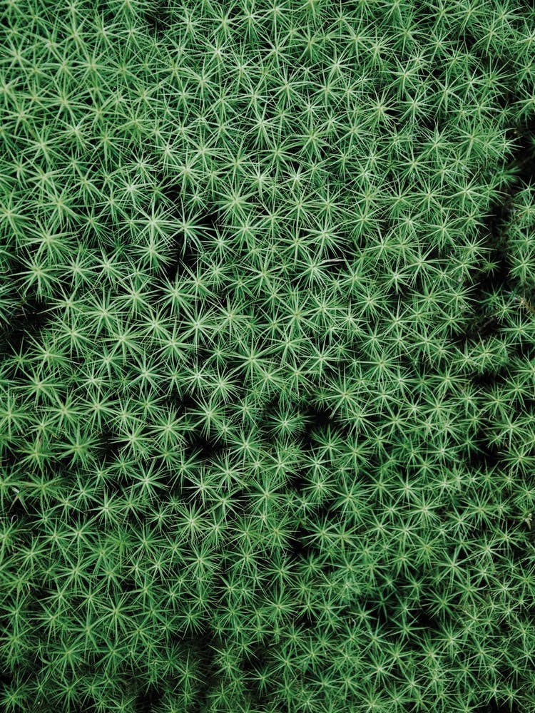 Baby Trees In The Forest