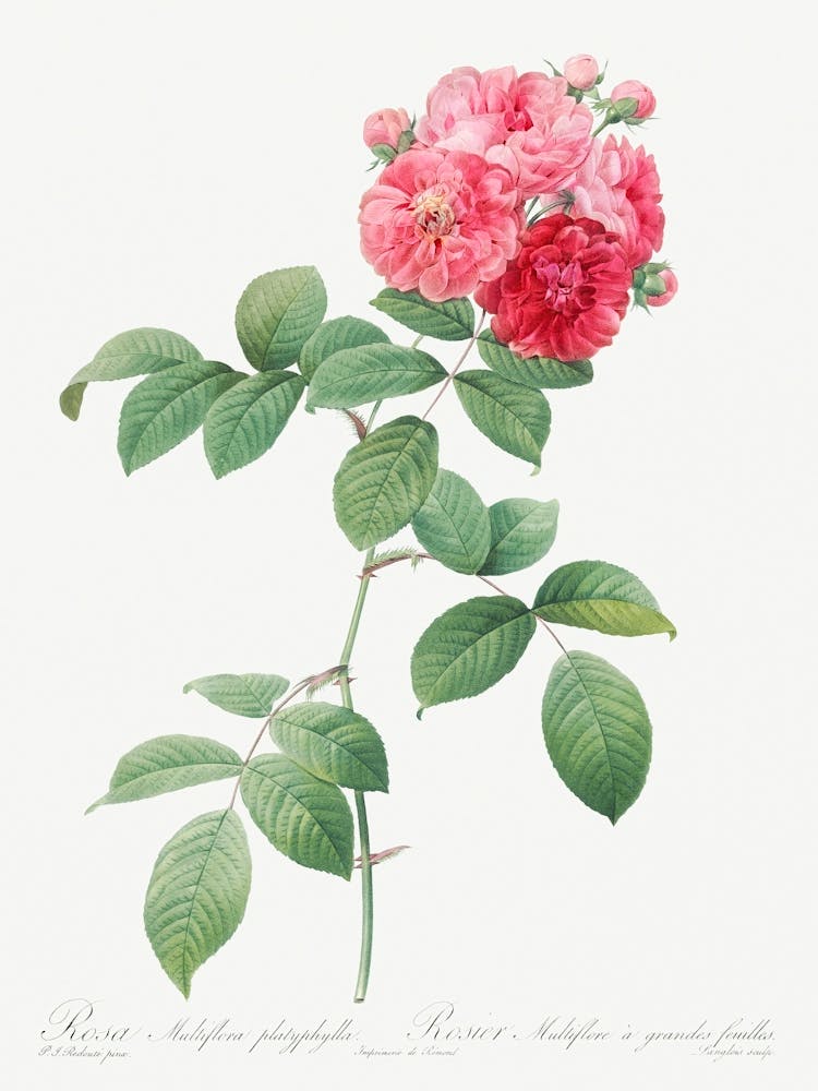 Seven Sisters Roses, Pierre Joseph Redoute
