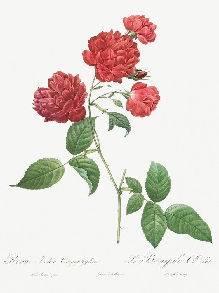 Red Cabbage Rose, Pierre Joseph Redoute