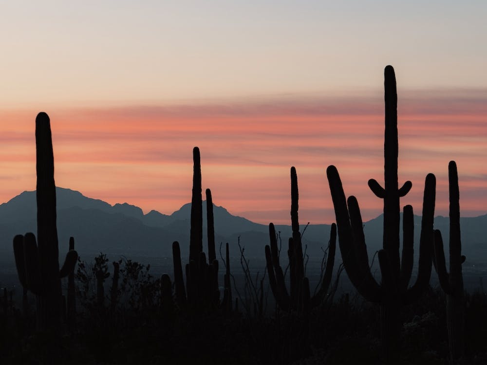 Cactus Sunset Silhouette