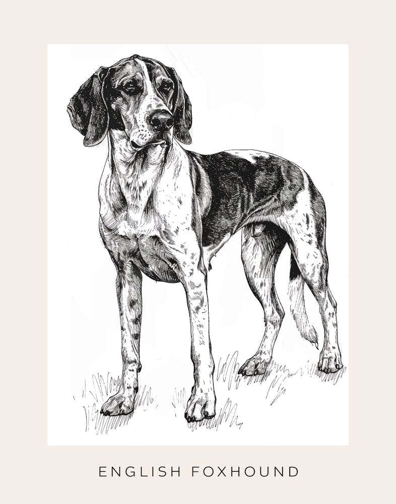 English Foxhound Dog Line Sketch 1 Poster