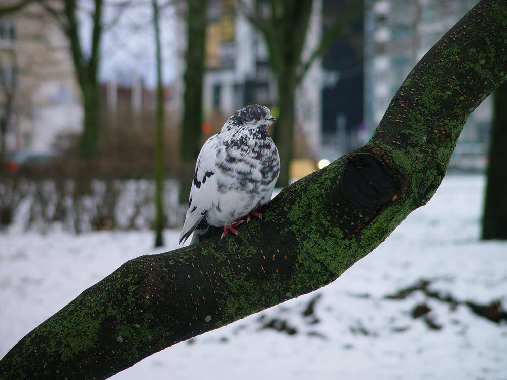 Pigeon Dans La Neige