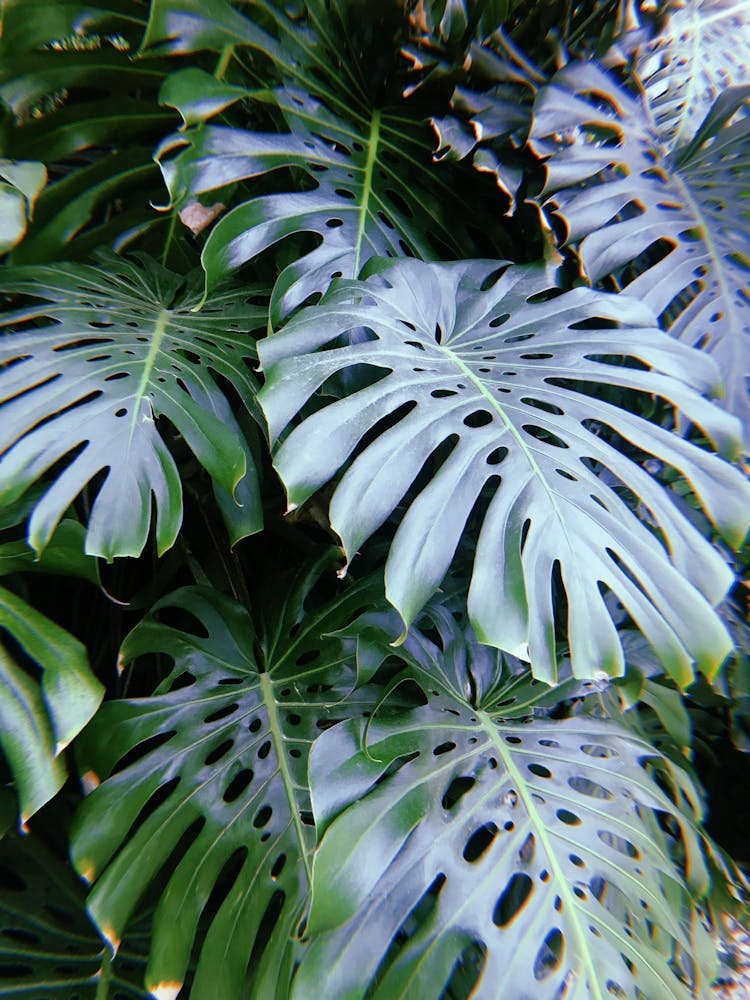 Say Cheese (Plant) - Monstera Leaf Print