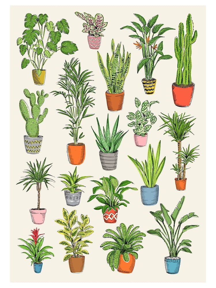 House Plants