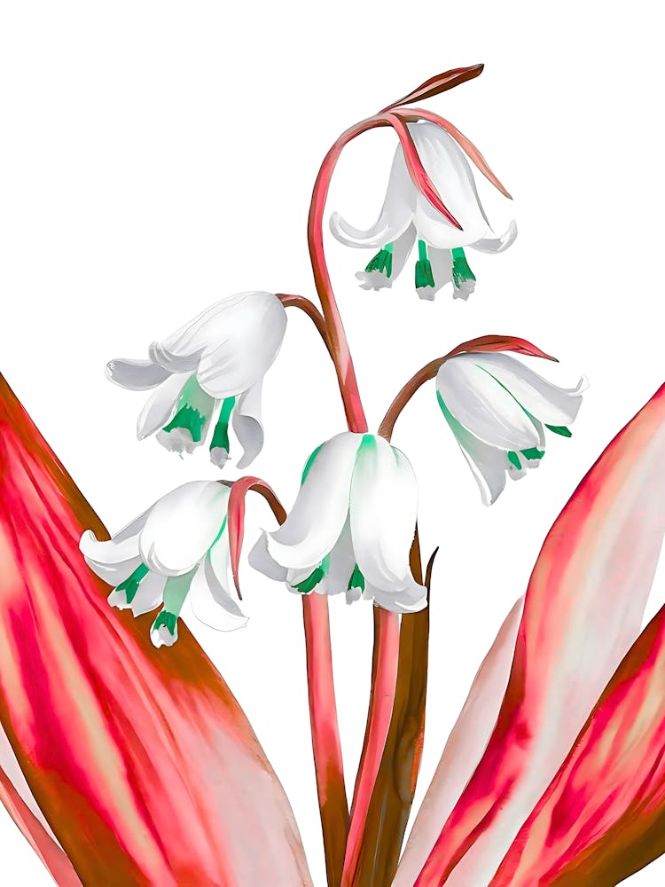 Lily Of The Valley 21
