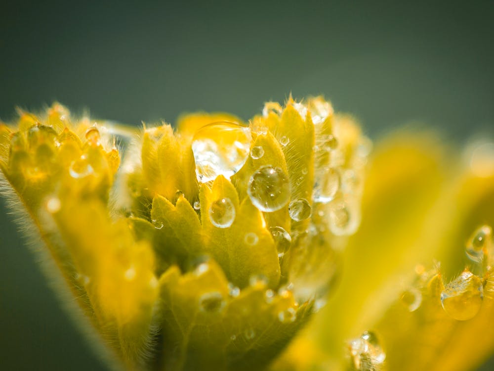 Wassertropfen auf einer gelben Blume